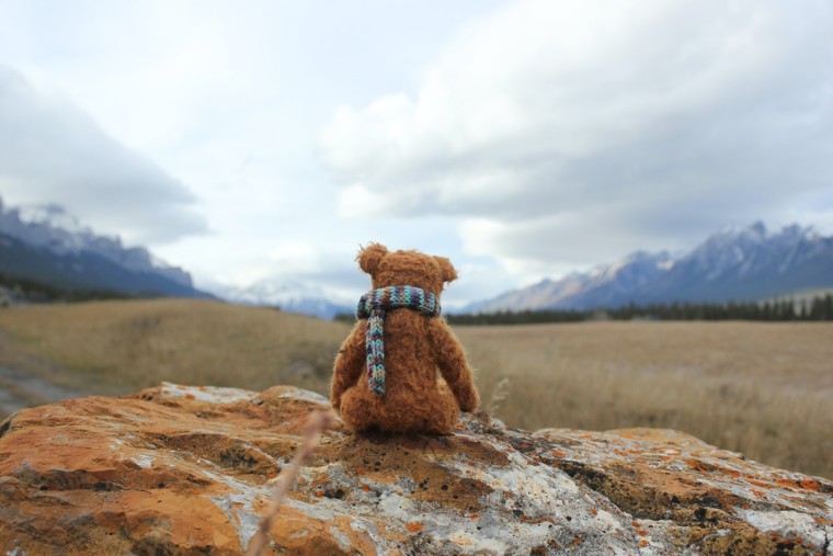 Ensom bamse kigger ud over landskab Ensom bamse kigger ud over landskab
